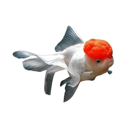 Redcap Goldfish