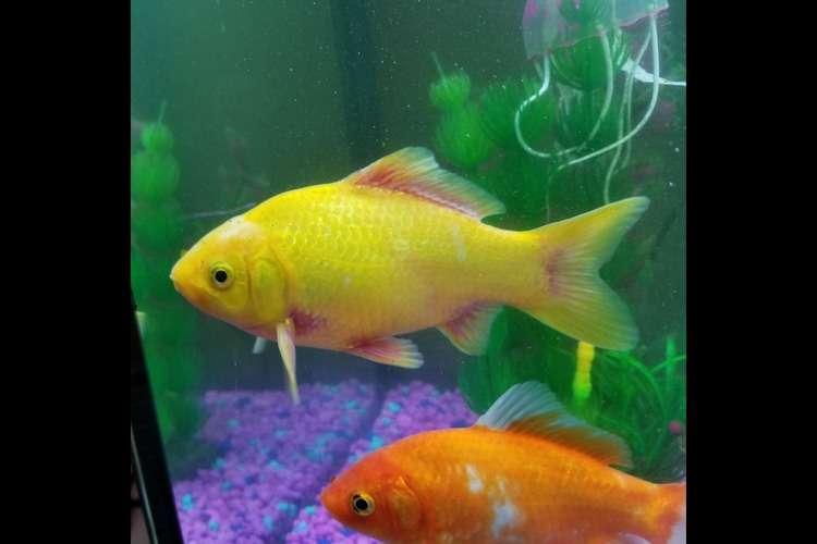 Stop Fish Burns Now! A Guide to Ammonia Poisoning in Aquariums