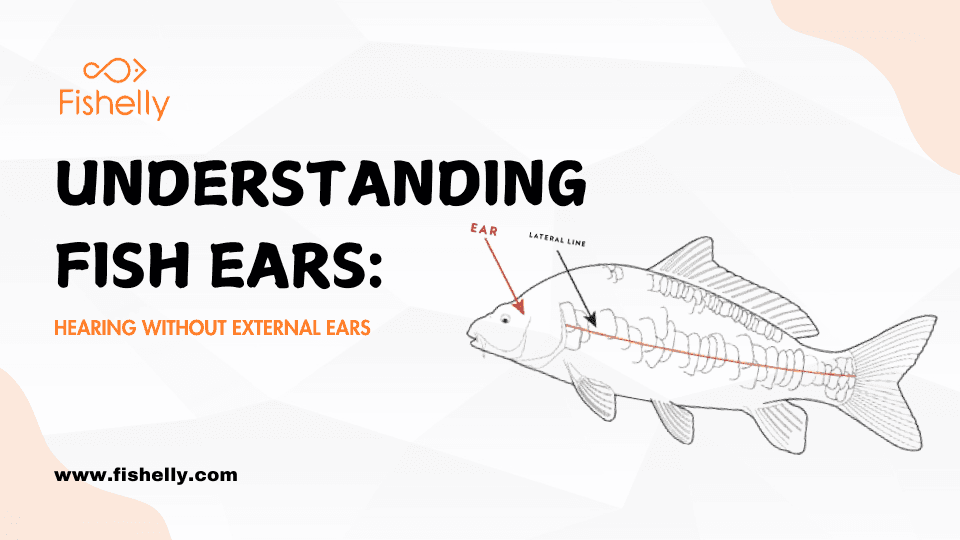 Understanding Fish Ears: Hearing Without External Ears